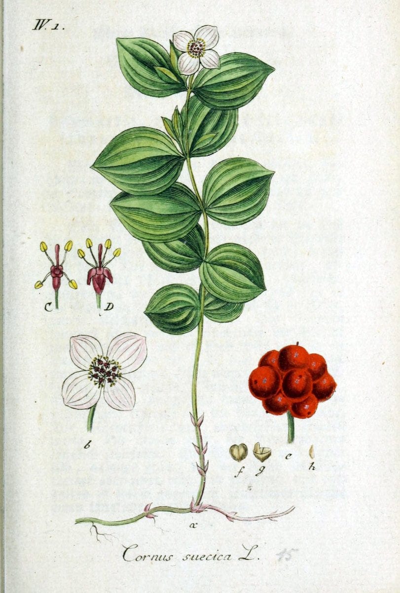 Deutschlands flora in abbildungen nach der natur /.Nurnberg :Gedruckt auf kosten des verfassers,1798-[1862]. | Botany Germany | Vintage Print Reproduction 469035