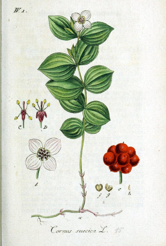 Deutschlands flora in abbildungen nach der natur /.Nurnberg :Gedruckt auf kosten des verfassers,1798-[1862]. | Botany Germany | Vintage Print Reproduction 469035