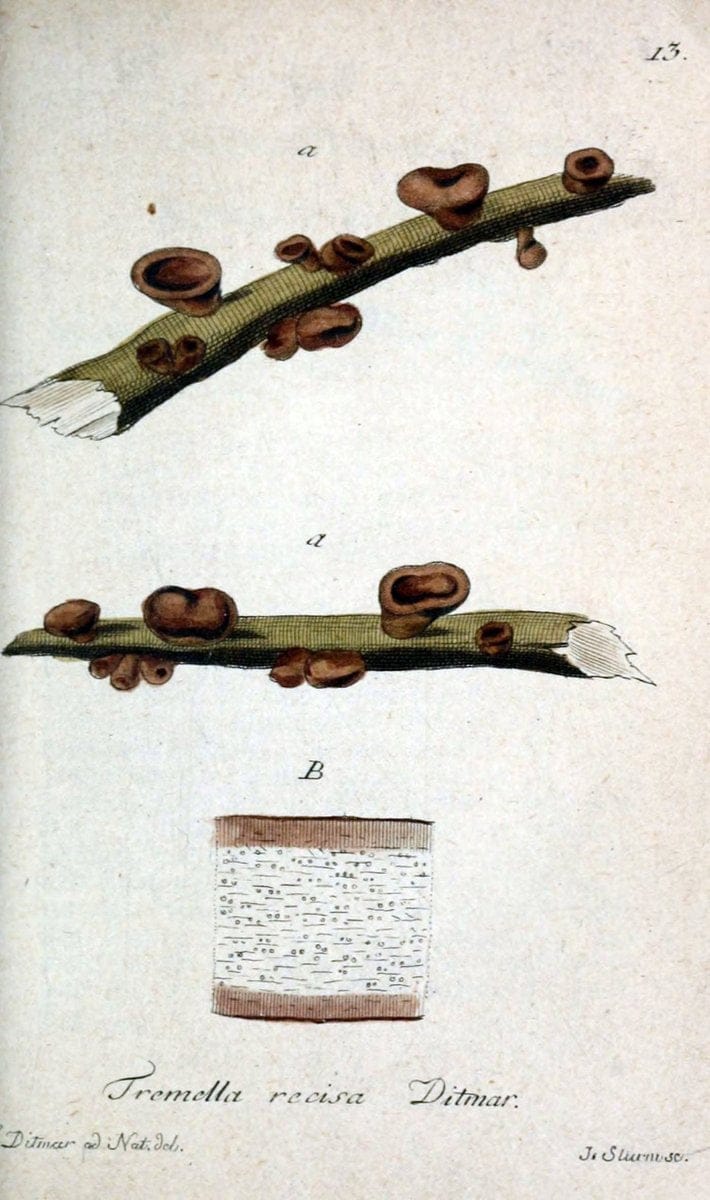 Deutschlands Flora in Abbildungen nach der Natur :.NÃ¼rnberg,1817-. | Botany Germany "Pictorial works" "University of Illinois Urbana Champaign" | Vintage Print Reproduction 469036