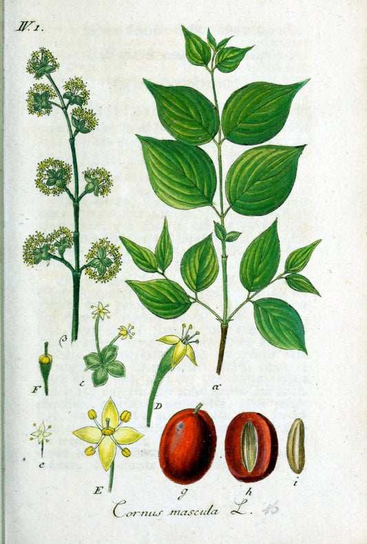 Deutschlands flora in abbildungen nach der natur /.Nurnberg :Gedruckt auf kosten des verfassers,1798-[1862]. | Botany Germany | Vintage Print Reproduction 469037