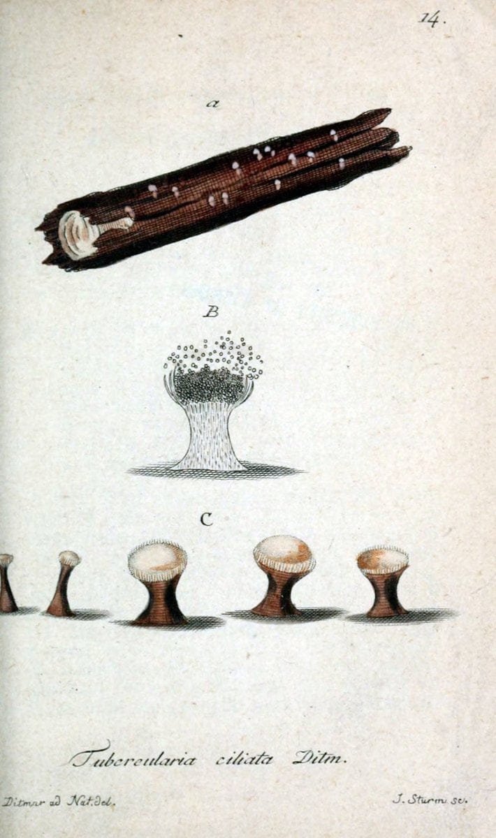 Deutschlands Flora in Abbildungen nach der Natur :.NÃ¼rnberg,1817-. | Botany Germany "Pictorial works" "University of Illinois Urbana Champaign" | Vintage Print Reproduction 469038
