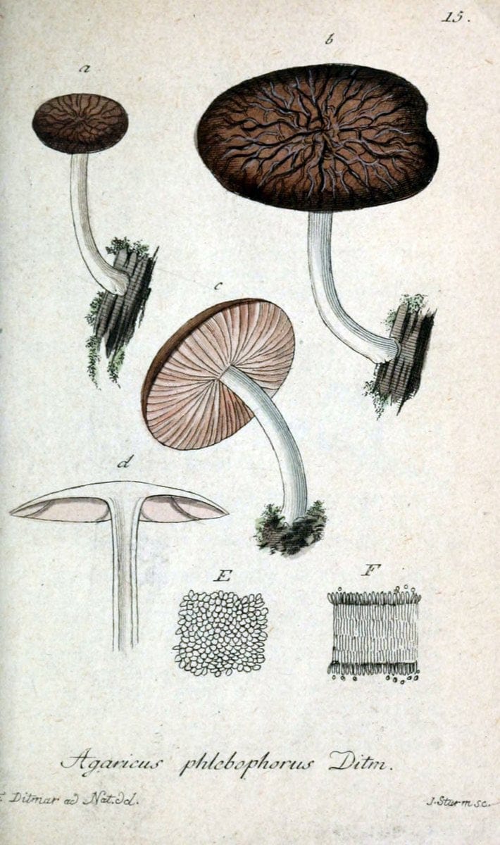 Deutschlands Flora in Abbildungen nach der Natur :.NÃ¼rnberg,1817-. | Botany Germany "Pictorial works" "University of Illinois Urbana Champaign" | Vintage Print Reproduction 469040