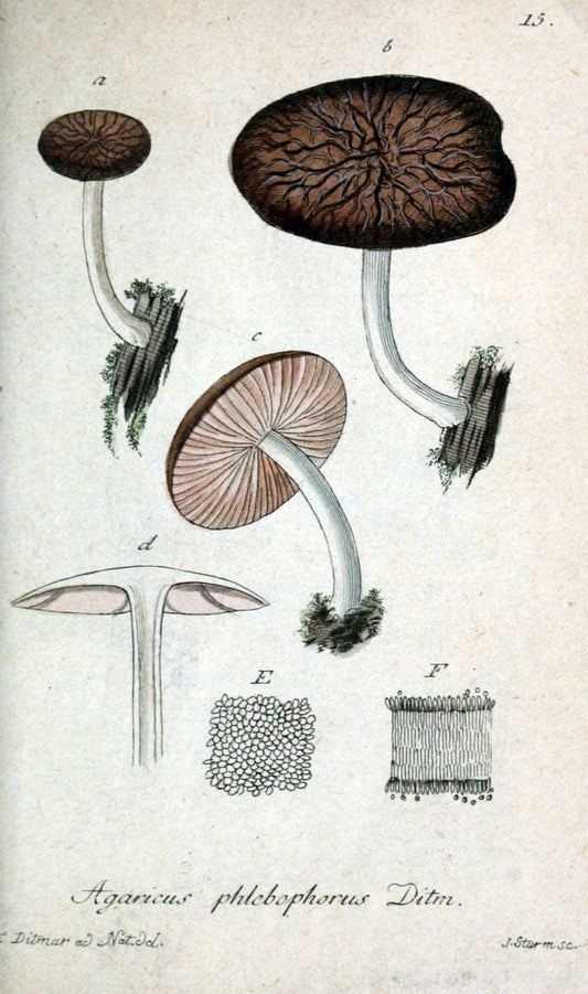 Deutschlands Flora in Abbildungen nach der Natur :.NÃ¼rnberg,1817-. | Botany Germany "Pictorial works" "University of Illinois Urbana Champaign" | Vintage Print Reproduction 469040
