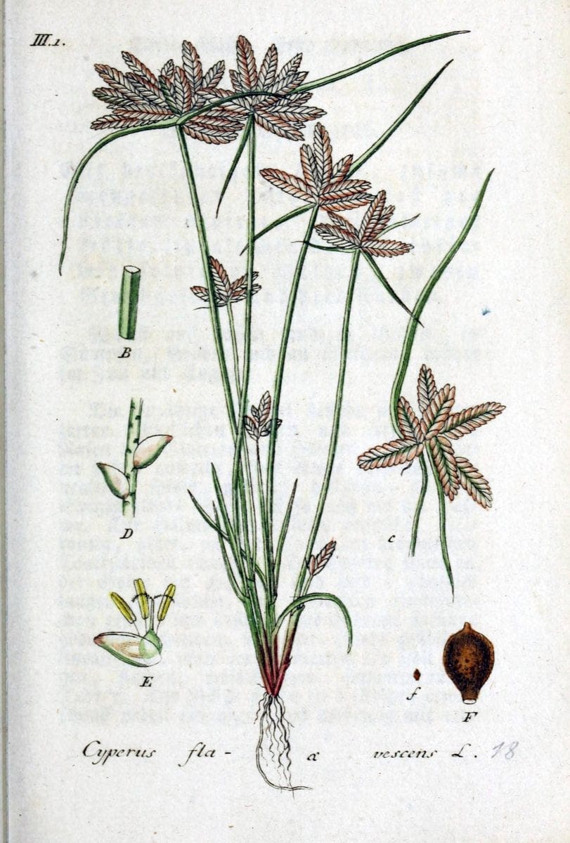 Deutschlands flora in abbildungen nach der natur /.Nurnberg :Gedruckt auf kosten des verfassers,1798-[1862]. | Botany Germany | Vintage Print Reproduction 469041