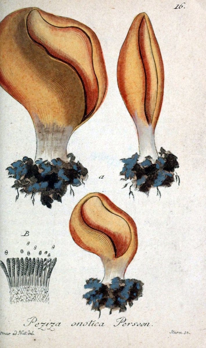 Deutschlands Flora in Abbildungen nach der Natur :.NÃ¼rnberg,1817-. | Botany Germany "Pictorial works" "University of Illinois Urbana Champaign" | Vintage Print Reproduction 469042