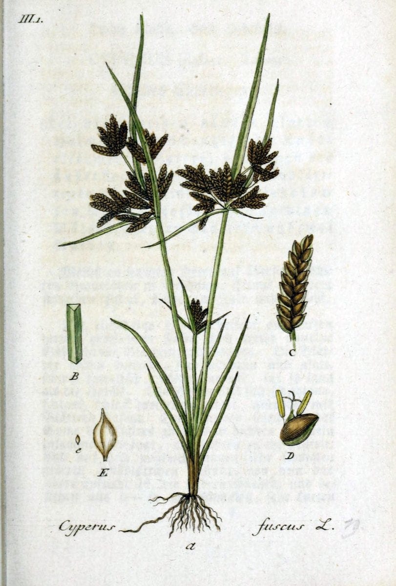Deutschlands flora in abbildungen nach der natur /.Nurnberg :Gedruckt auf kosten des verfassers,1798-[1862]. | Botany Germany | Vintage Print Reproduction 469043