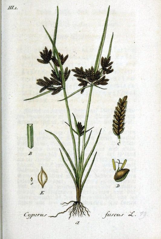 Deutschlands flora in abbildungen nach der natur /.Nurnberg :Gedruckt auf kosten des verfassers,1798-[1862]. | Botany Germany | Vintage Print Reproduction 469043