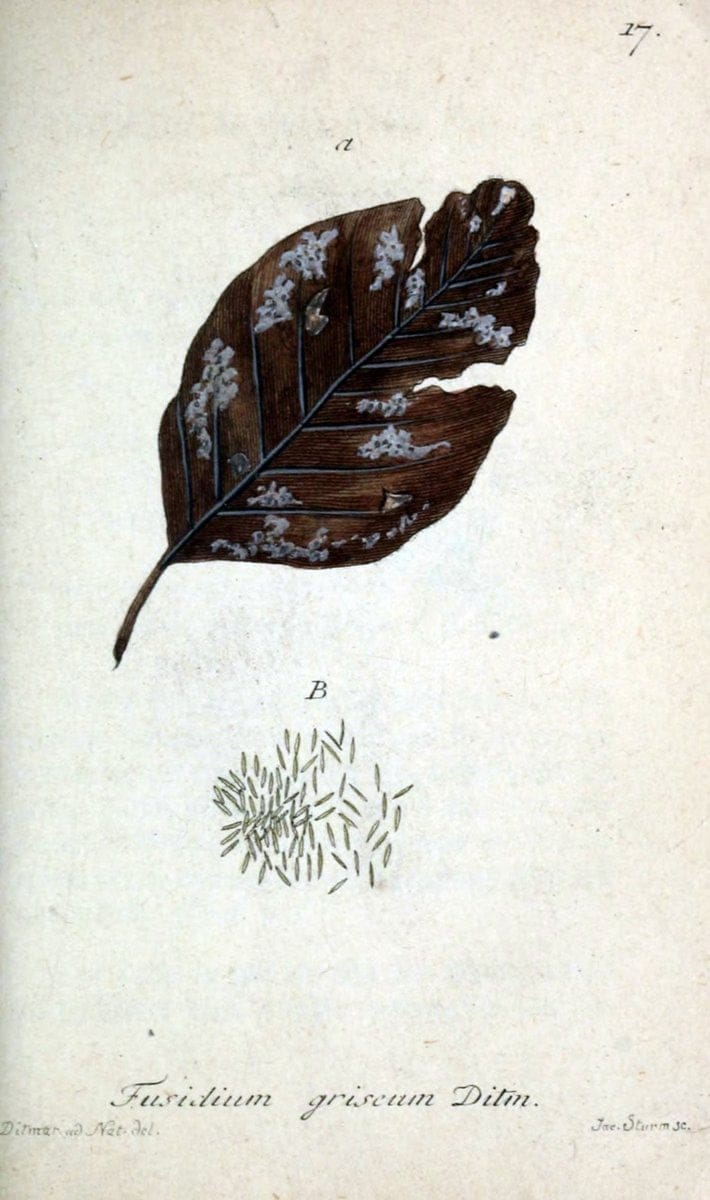 Deutschlands Flora in Abbildungen nach der Natur :.NÃ¼rnberg,1817-. | Botany Germany "Pictorial works" "University of Illinois Urbana Champaign" | Vintage Print Reproduction 469044