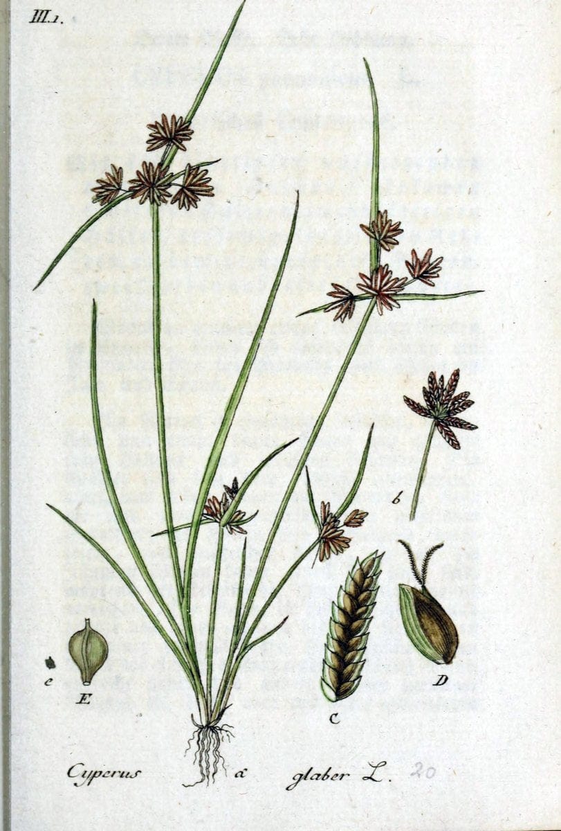 Deutschlands flora in abbildungen nach der natur /.Nurnberg :Gedruckt auf kosten des verfassers,1798-[1862]. | Botany Germany | Vintage Print Reproduction 469045