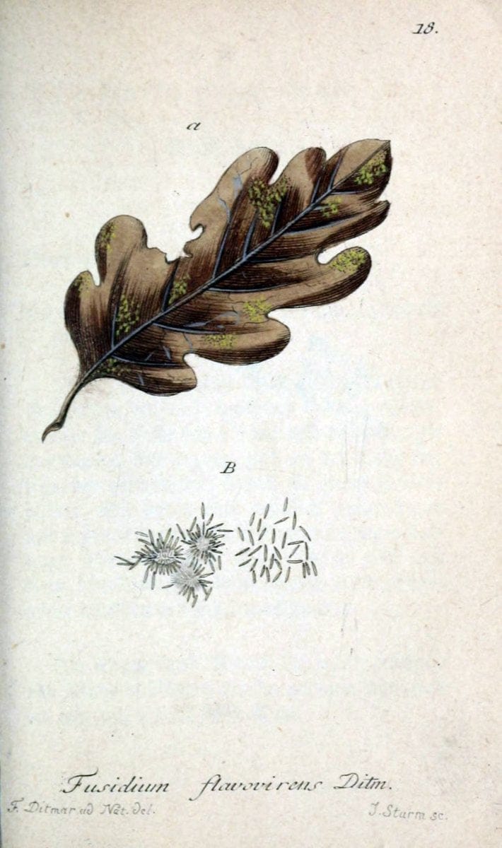 Deutschlands Flora in Abbildungen nach der Natur :.NÃ¼rnberg,1817-. | Botany Germany "Pictorial works" "University of Illinois Urbana Champaign" | Vintage Print Reproduction 469046
