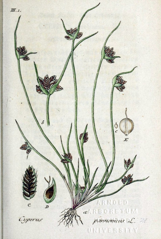 Deutschlands flora in abbildungen nach der natur /.Nurnberg :Gedruckt auf kosten des verfassers,1798-[1862]. | Botany Germany | Vintage Print Reproduction 469047