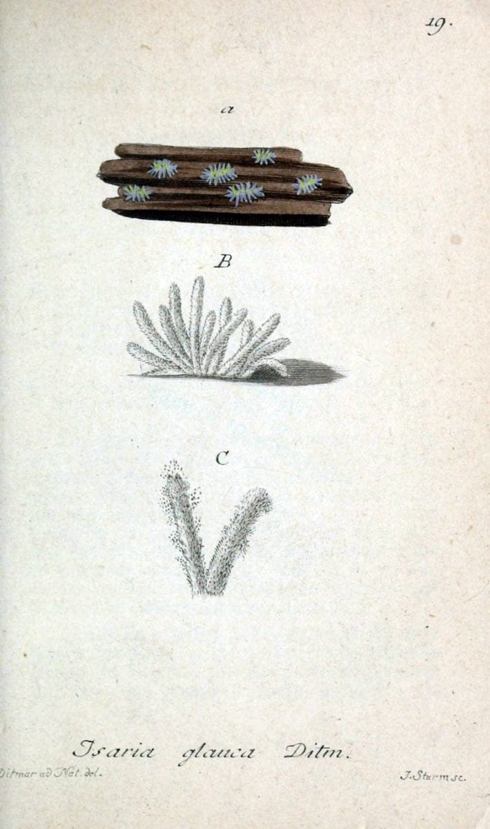 Deutschlands Flora in Abbildungen nach der Natur :.NÃ¼rnberg,1817-. | Botany Germany "Pictorial works" "University of Illinois Urbana Champaign" | Vintage Print Reproduction 469048