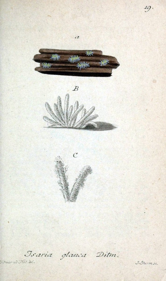 Deutschlands Flora in Abbildungen nach der Natur :.NÃ¼rnberg,1817-. | Botany Germany "Pictorial works" "University of Illinois Urbana Champaign" | Vintage Print Reproduction 469048