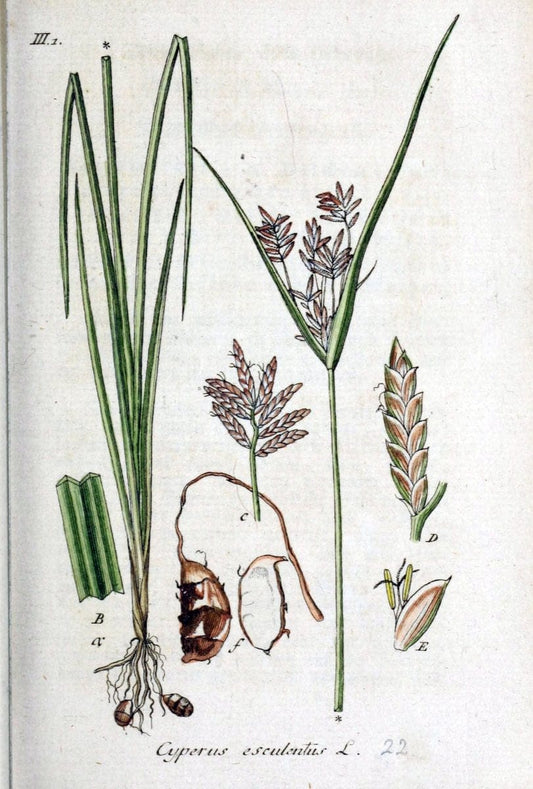 Deutschlands flora in abbildungen nach der natur /.Nurnberg :Gedruckt auf kosten des verfassers,1798-[1862]. | Botany Germany | Vintage Print Reproduction 469049