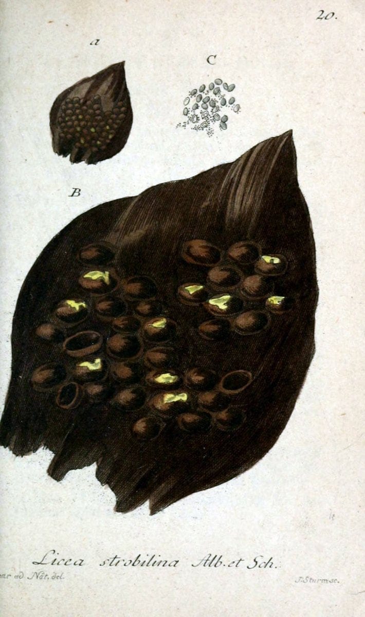 Deutschlands Flora in Abbildungen nach der Natur :.NÃ¼rnberg,1817-. | Botany Germany "Pictorial works" "University of Illinois Urbana Champaign" | Vintage Print Reproduction 469050