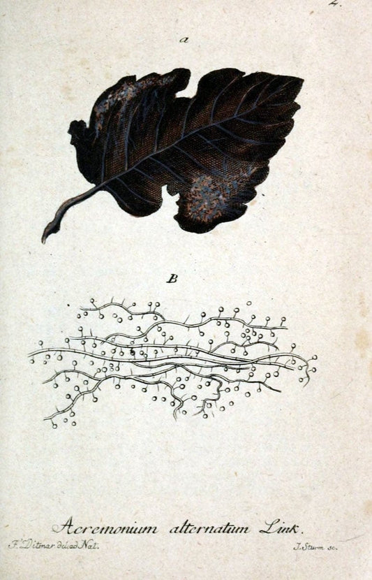 Deutschlands Flora in Abbildungen nach der Natur :.NÃ¼rnberg,1817-. |  | Vintage Print Reproduction 469052