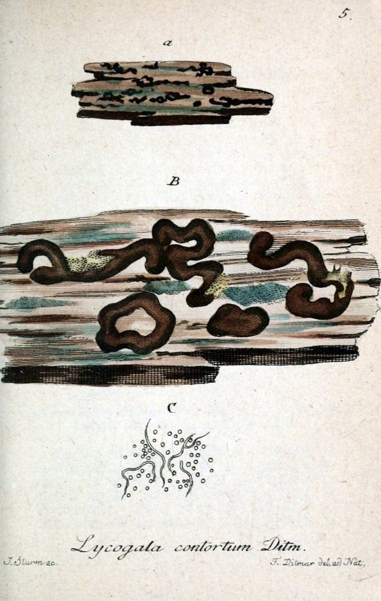Deutschlands Flora in Abbildungen nach der Natur :.NÃ¼rnberg,1817-. |  | Vintage Print Reproduction 469055