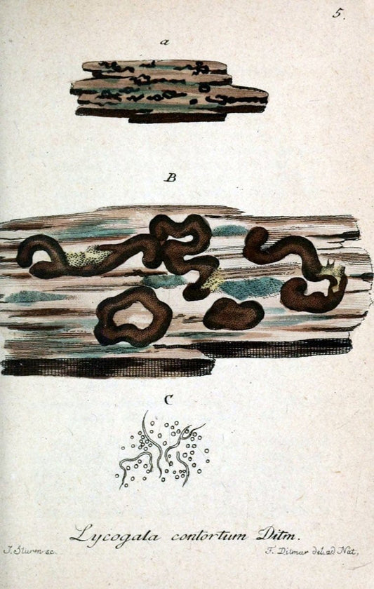 Deutschlands Flora in Abbildungen nach der Natur :.NÃ¼rnberg,1817-. |  | Vintage Print Reproduction 469055