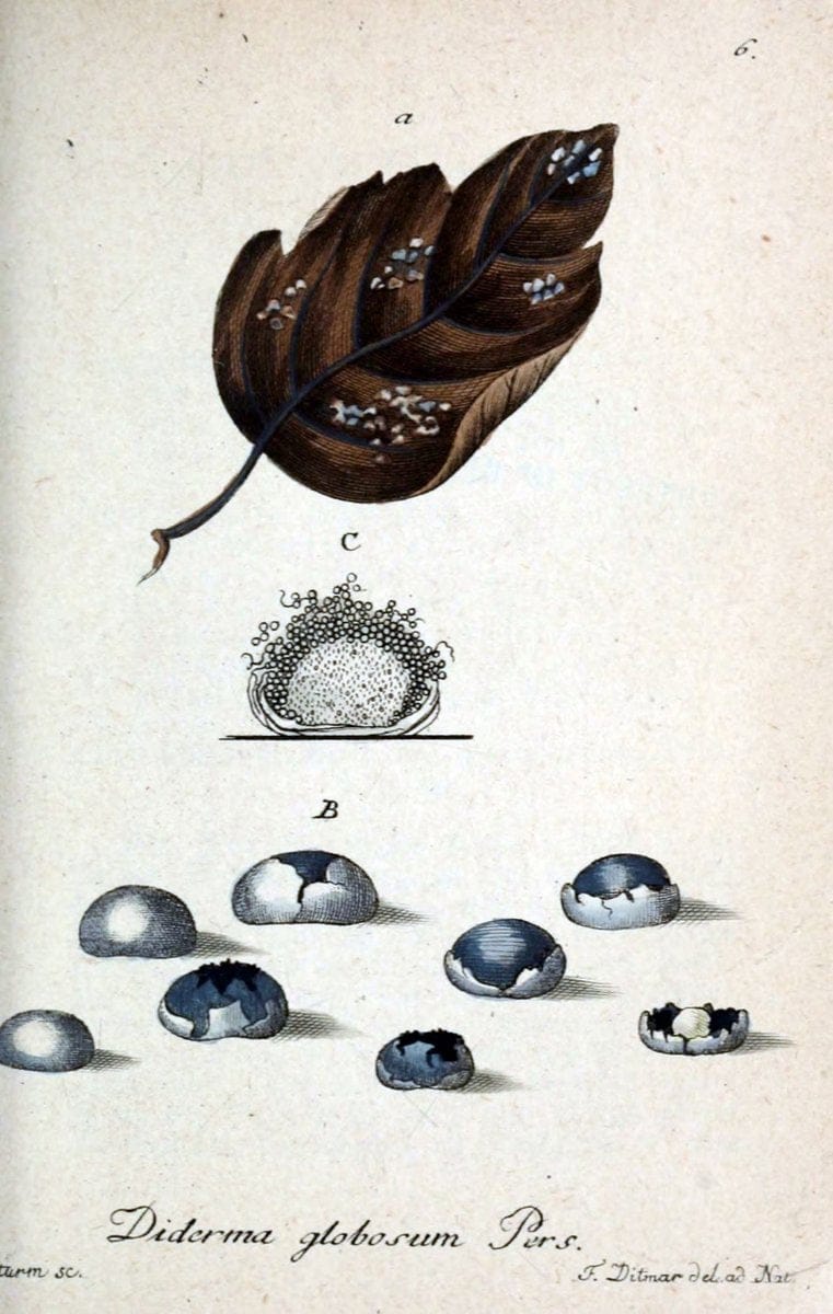 Deutschlands Flora in Abbildungen nach der Natur :.NÃ¼rnberg,1817-. |  | Vintage Print Reproduction 469056