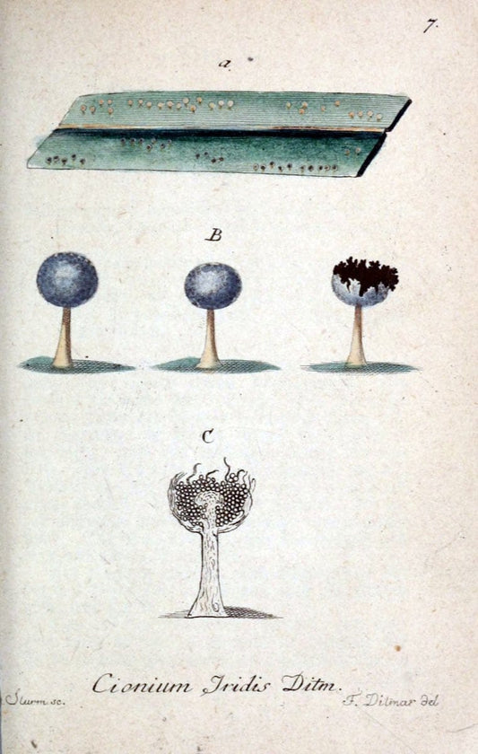 Deutschlands Flora in Abbildungen nach der Natur :.NÃ¼rnberg,1817-. |  | Vintage Print Reproduction 469057