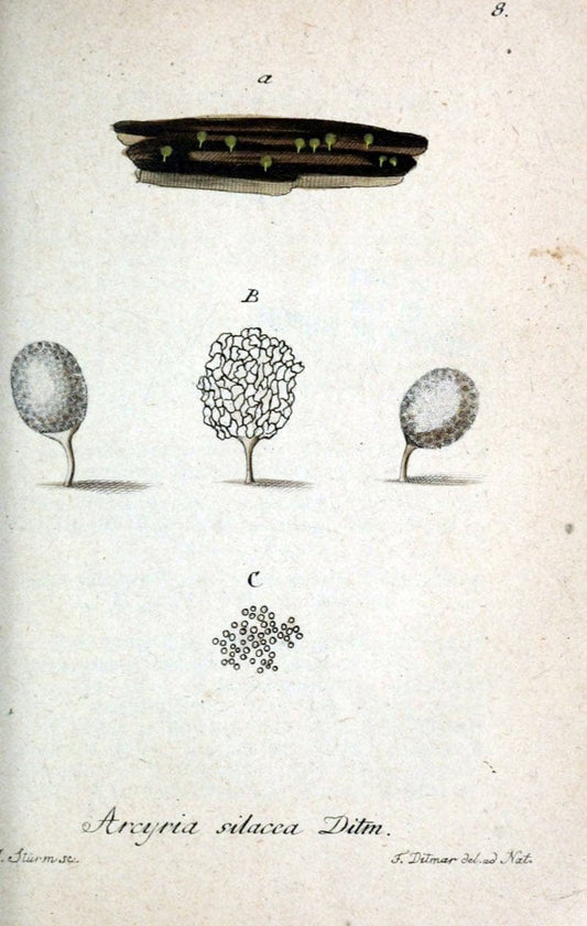 Deutschlands Flora in Abbildungen nach der Natur :.NÃ¼rnberg,1817-. |  | Vintage Print Reproduction 469058