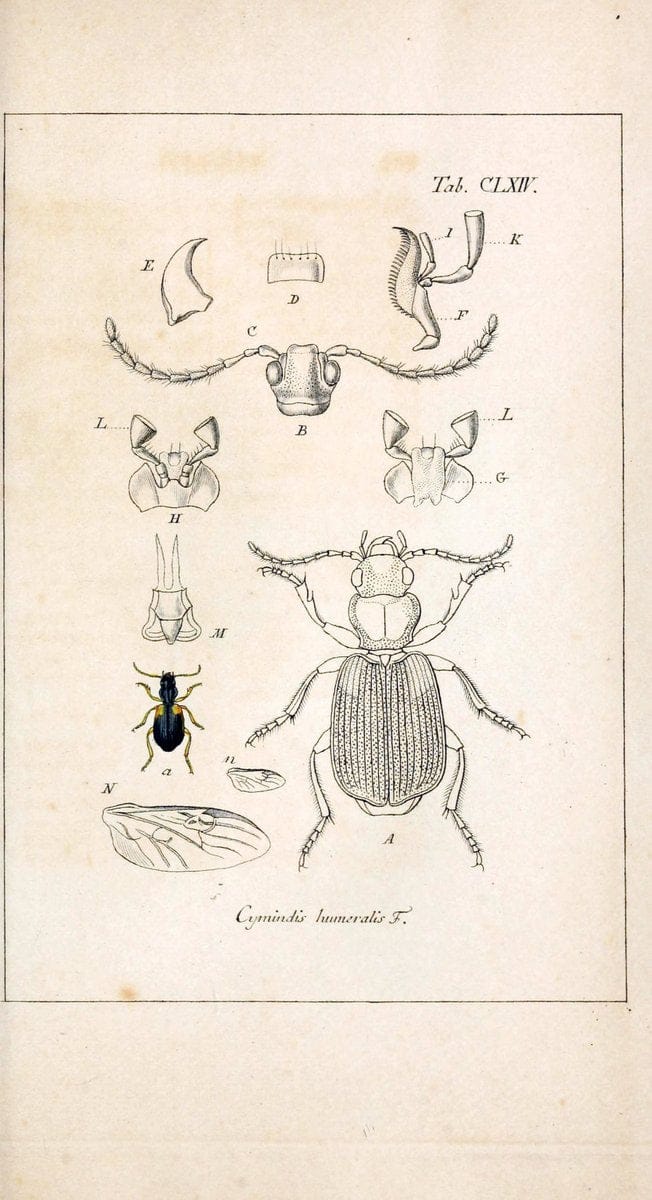 Deutschlands InsectenNÃ¼rnberg :Gedruckt auf Kosten des Verfassers,1805-1857. | Beetles Germany "Pictorial works"  | Vintage Print Reproduction 469059