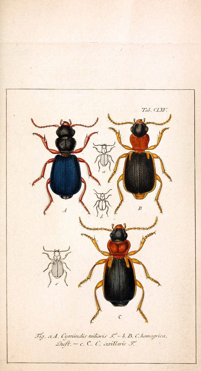 Deutschlands InsectenNÃ¼rnberg :Gedruckt auf Kosten des Verfassers,1805-1857. | Beetles Germany "Pictorial works"  | Vintage Print Reproduction 469060