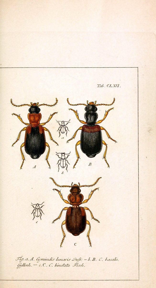 Deutschlands InsectenNÃ¼rnberg :Gedruckt auf Kosten des Verfassers,1805-1857. | Beetles Germany "Pictorial works"  | Vintage Print Reproduction 469061