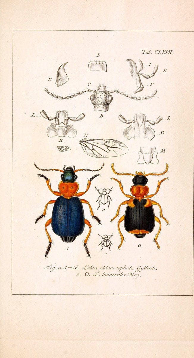 Deutschlands InsectenNÃ¼rnberg :Gedruckt auf Kosten des Verfassers,1805-1857. | Beetles Germany "Pictorial works"  | Vintage Print Reproduction 469062