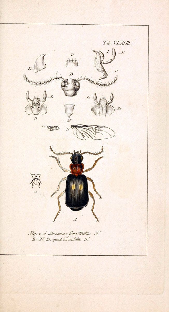 Deutschlands InsectenNÃ¼rnberg :Gedruckt auf Kosten des Verfassers,1805-1857. | Beetles Germany "Pictorial works"  | Vintage Print Reproduction 469063
