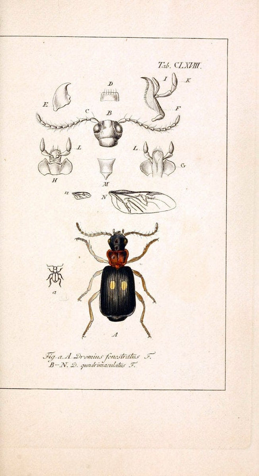 Deutschlands InsectenNÃ¼rnberg :Gedruckt auf Kosten des Verfassers,1805-1857. | Beetles Germany "Pictorial works"  | Vintage Print Reproduction 469063