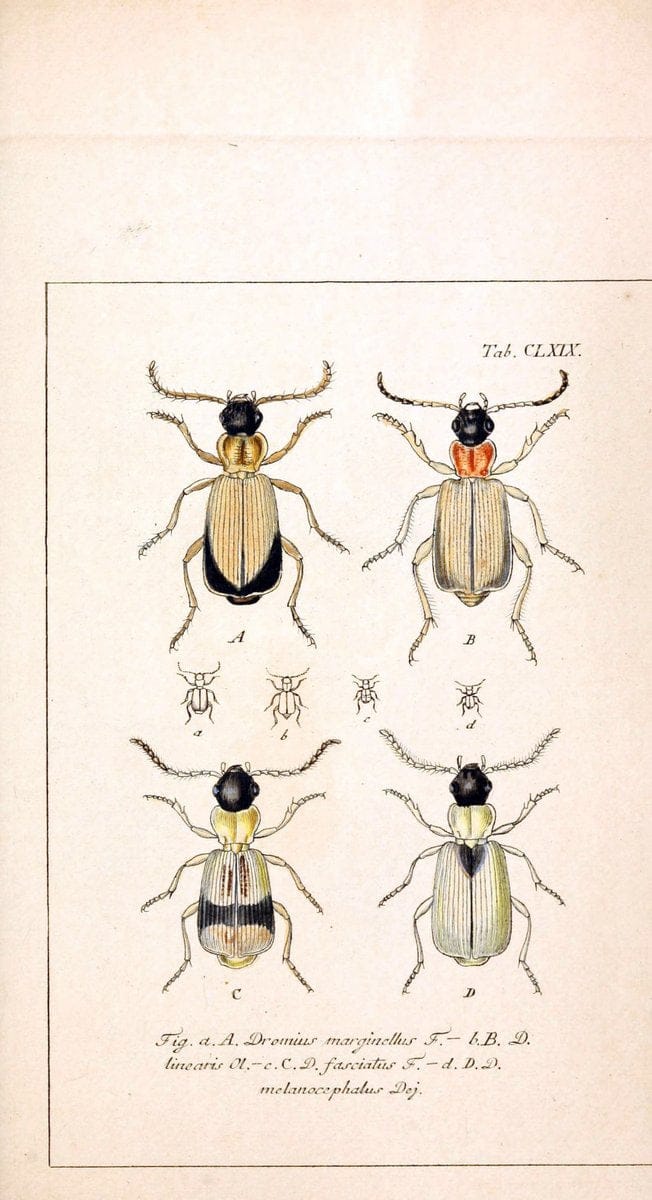 Deutschlands InsectenNÃ¼rnberg :Gedruckt auf Kosten des Verfassers,1805-1857. | Beetles Germany "Pictorial works"  | Vintage Print Reproduction 469064
