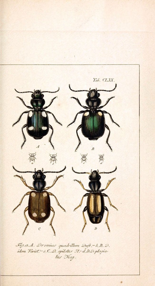 Deutschlands InsectenNÃ¼rnberg :Gedruckt auf Kosten des Verfassers,1805-1857. | Beetles Germany "Pictorial works"  | Vintage Print Reproduction 469065