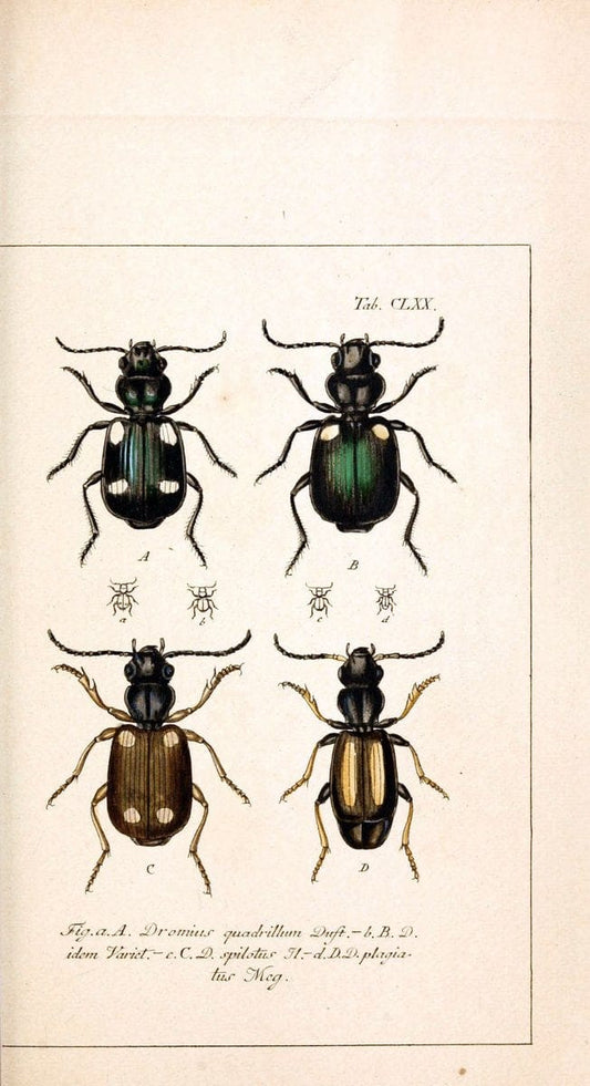 Deutschlands InsectenNÃ¼rnberg :Gedruckt auf Kosten des Verfassers,1805-1857. | Beetles Germany "Pictorial works"  | Vintage Print Reproduction 469065