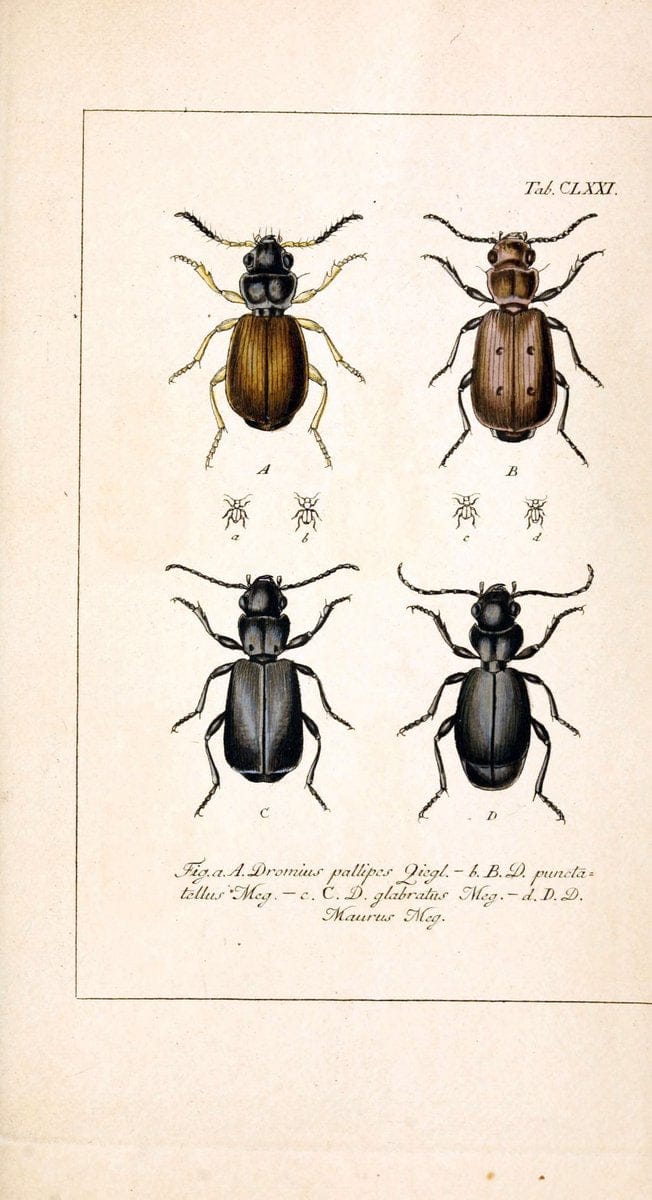 Deutschlands InsectenNÃ¼rnberg :Gedruckt auf Kosten des Verfassers,1805-1857. | Beetles Germany "Pictorial works"  | Vintage Print Reproduction 469066