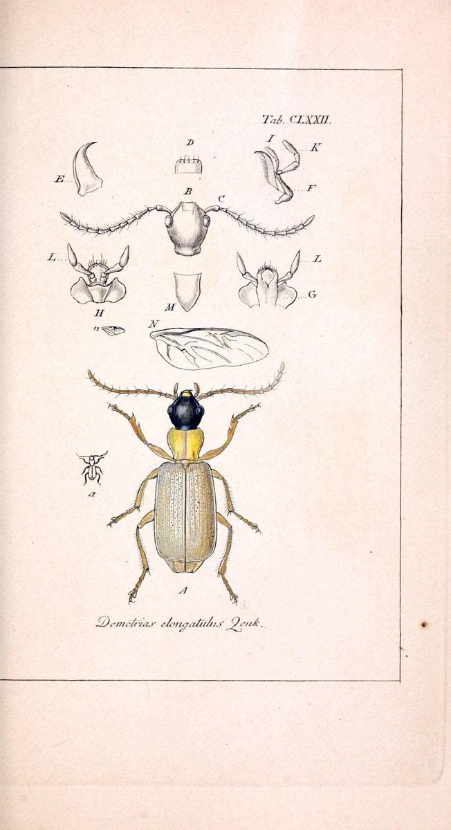 Deutschlands InsectenNÃ¼rnberg :Gedruckt auf Kosten des Verfassers,1805-1857. | Beetles Germany "Pictorial works"  | Vintage Print Reproduction 469067