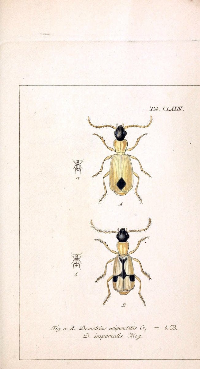 Deutschlands InsectenNÃ¼rnberg :Gedruckt auf Kosten des Verfassers,1805-1857. | Beetles Germany "Pictorial works"  | Vintage Print Reproduction 469068