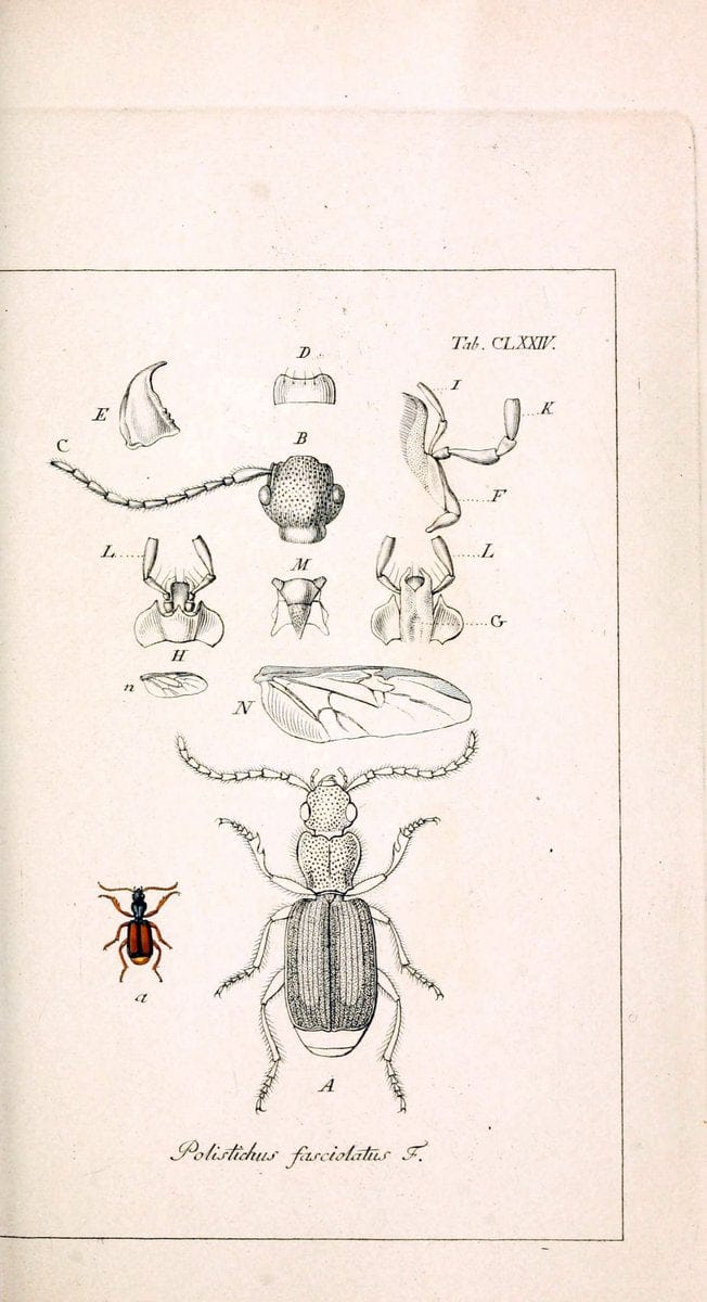 Deutschlands InsectenNÃ¼rnberg :Gedruckt auf Kosten des Verfassers,1805-1857. | Beetles Germany "Pictorial works"  | Vintage Print Reproduction 469069