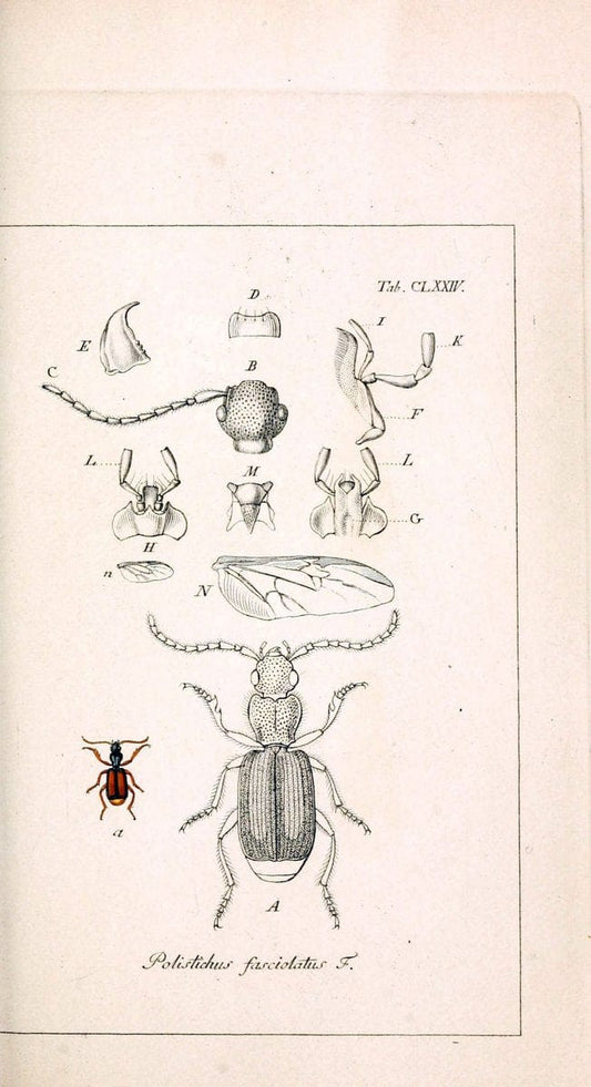 Deutschlands InsectenNÃ¼rnberg :Gedruckt auf Kosten des Verfassers,1805-1857. | Beetles Germany "Pictorial works"  | Vintage Print Reproduction 469069