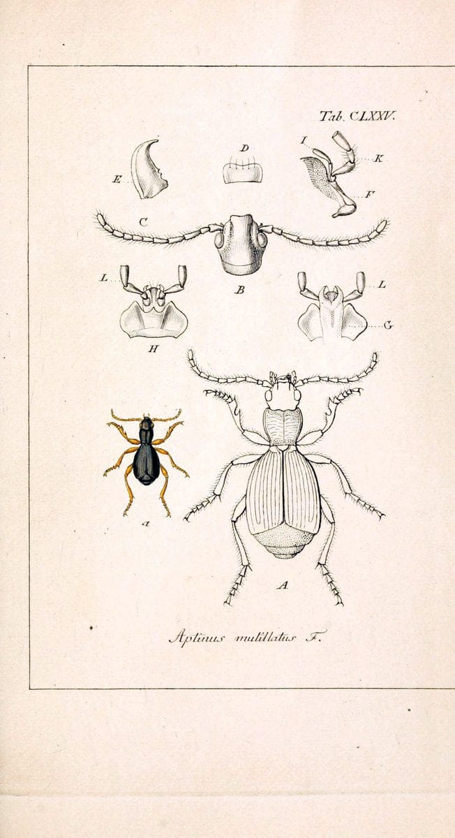 Deutschlands InsectenNÃ¼rnberg :Gedruckt auf Kosten des Verfassers,1805-1857. | Beetles Germany "Pictorial works"  | Vintage Print Reproduction 469070