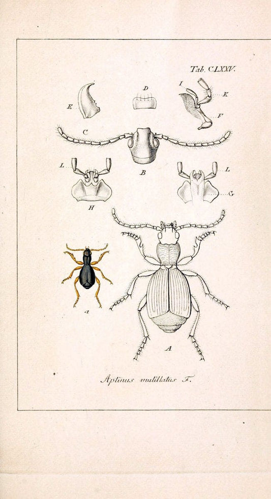 Deutschlands InsectenNÃ¼rnberg :Gedruckt auf Kosten des Verfassers,1805-1857. | Beetles Germany "Pictorial works"  | Vintage Print Reproduction 469070