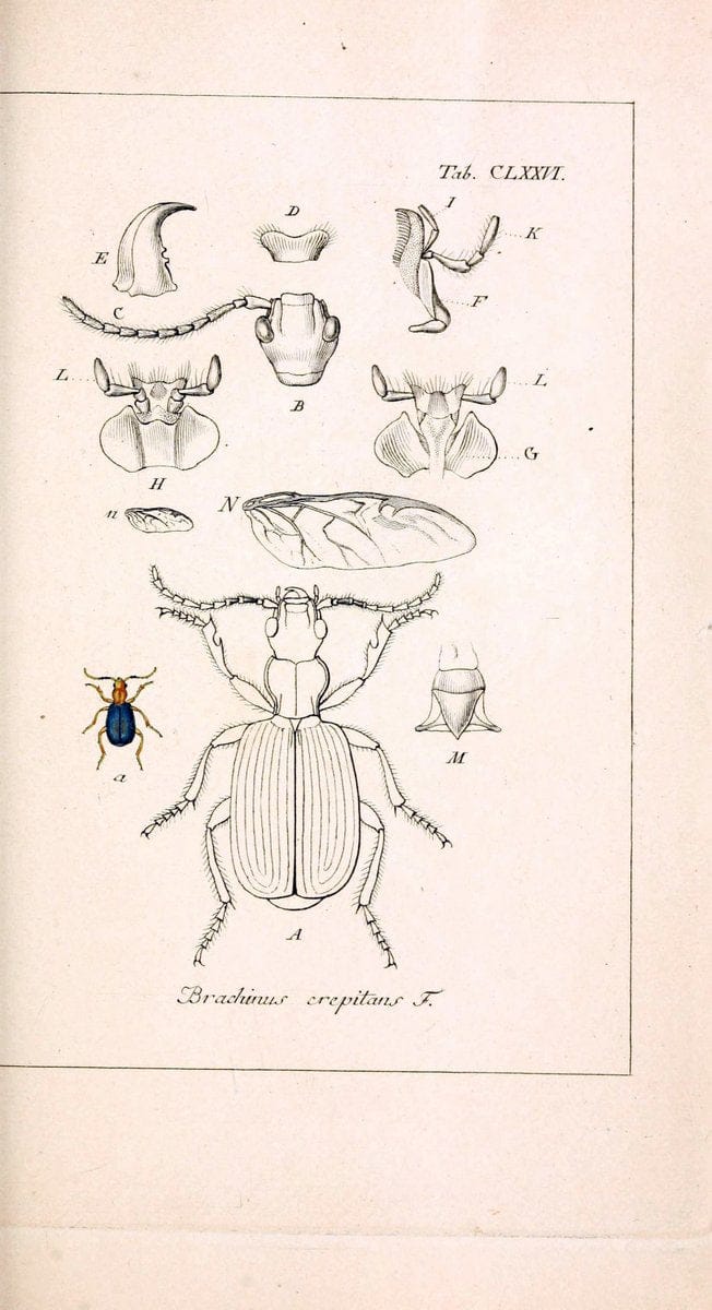Deutschlands InsectenNÃ¼rnberg :Gedruckt auf Kosten des Verfassers,1805-1857. | Beetles Germany "Pictorial works"  | Vintage Print Reproduction 469071