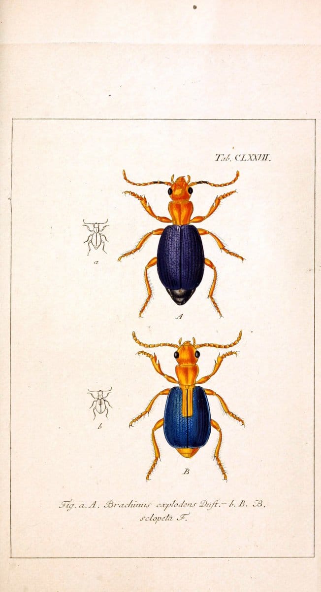 Deutschlands InsectenNÃ¼rnberg :Gedruckt auf Kosten des Verfassers,1805-1857. | Beetles Germany "Pictorial works"  | Vintage Print Reproduction 469072