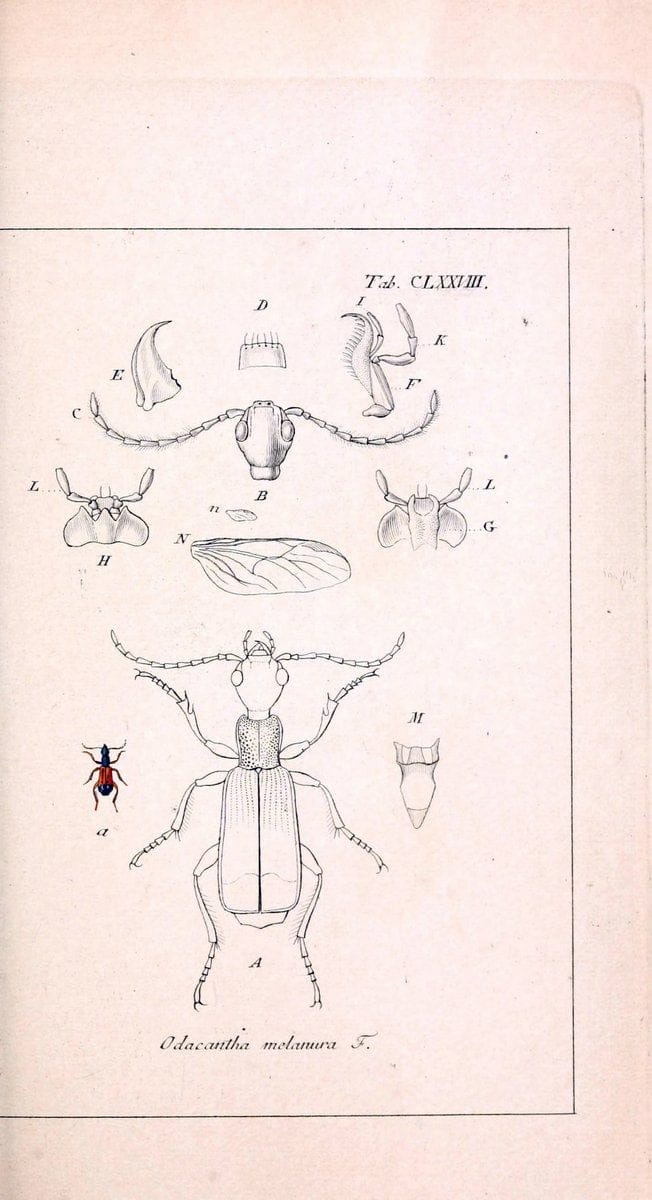 Deutschlands InsectenNÃ¼rnberg :Gedruckt auf Kosten des Verfassers,1805-1857. | Beetles Germany "Pictorial works"  | Vintage Print Reproduction 469073