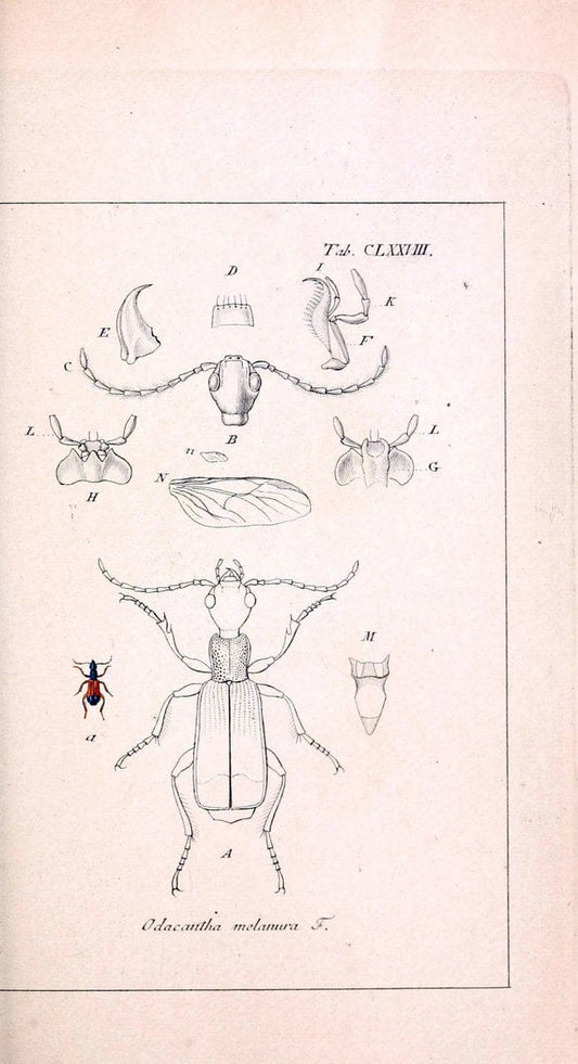Deutschlands InsectenNÃ¼rnberg :Gedruckt auf Kosten des Verfassers,1805-1857. | Beetles Germany "Pictorial works"  | Vintage Print Reproduction 469073