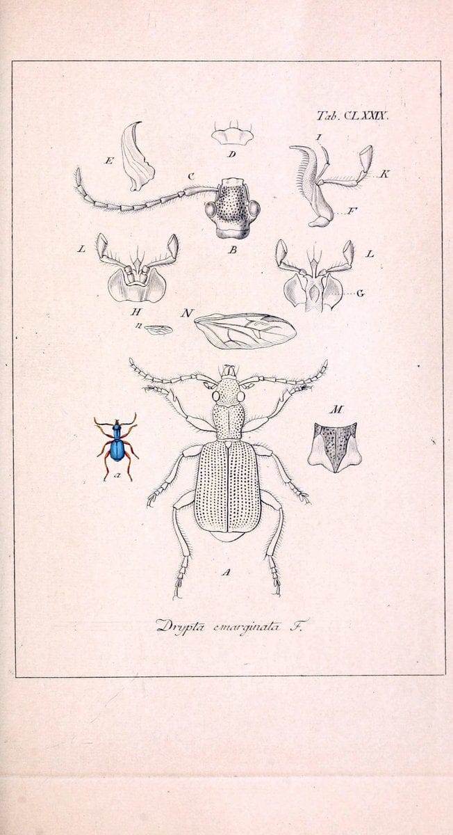 Deutschlands InsectenNÃ¼rnberg :Gedruckt auf Kosten des Verfassers,1805-1857. | Beetles Germany "Pictorial works"  | Vintage Print Reproduction 469074