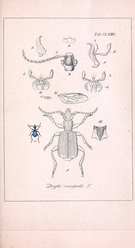 Deutschlands InsectenNÃ¼rnberg :Gedruckt auf Kosten des Verfassers,1805-1857. | Beetles Germany "Pictorial works"  | Vintage Print Reproduction 469074