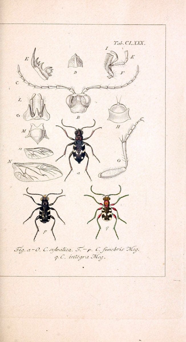 Deutschlands InsectenNÃ¼rnberg :Gedruckt auf Kosten des Verfassers,1805-1857. | Beetles Germany "Pictorial works"  | Vintage Print Reproduction 469075