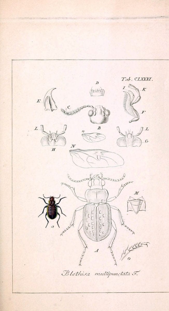 Deutschlands InsectenNÃ¼rnberg :Gedruckt auf Kosten des Verfassers,1805-1857. | Beetles Germany "Pictorial works"  | Vintage Print Reproduction 469076