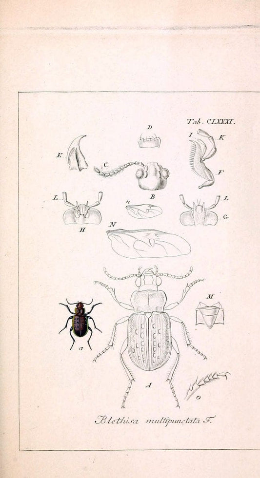 Deutschlands InsectenNÃ¼rnberg :Gedruckt auf Kosten des Verfassers,1805-1857. | Beetles Germany "Pictorial works"  | Vintage Print Reproduction 469076